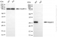 KD-Validated Anti-REEP2 Mouse Monoclonal Antibody