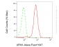 KD-Validated Anti-UFM1 Rabbit Monoclonal Antibody