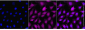 KD-Validated Anti-UFM1 Rabbit Monoclonal Antibody