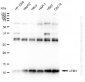 KD-Validated Anti-UFM1 Rabbit Monoclonal Antibody
