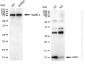 KD-Validated Anti-UFM1 Rabbit Monoclonal Antibody