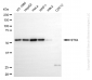 KD-Validated Anti-STK4 Rabbit Monoclonal Antibody