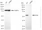 KD-Validated Anti-STK4 Rabbit Monoclonal Antibody