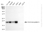 KD-Validated Anti-CENPA Rabbit Monoclonal Antibody