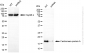 KD-Validated Anti-CENPA Rabbit Monoclonal Antibody