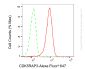 KD-Validated Anti-CDK5RAP3 Rabbit Monoclonal Antibody