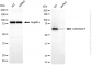 KD-Validated Anti-CDK5RAP3 Rabbit Monoclonal Antibody