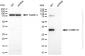 KD-Validated Anti-CSNK1A1 Rabbit Monoclonal Antibody