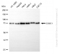KD-Validated Anti-CXXC1 Rabbit Monoclonal Antibody