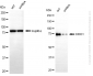 KD-Validated Anti-CXXC1 Rabbit Monoclonal Antibody