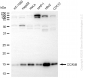 KD-Validated Anti-COX5B Rabbit Monoclonal Antibody