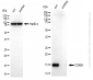 KD-Validated Anti-COX5B Rabbit Monoclonal Antibody