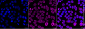 KD-Validated Anti-CPSF6 Rabbit Monoclonal Antibody