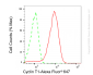 KD-Validated Anti-Cyclin T1 Rabbit Monoclonal Antibody