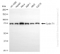 KD-Validated Anti-Cyclin T1 Rabbit Monoclonal Antibody