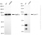 KD-Validated Anti-Cyclin T1 Rabbit Monoclonal Antibody