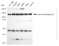 KD-Validated Anti-KDM2A Rabbit Monoclonal Antibody
