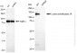 KD-Validated Anti-KDM2A Rabbit Monoclonal Antibody