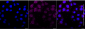 KD-Validated Anti-MARS1 Rabbit Monoclonal Antibody