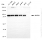 KD-Validated Anti-MARS1 Rabbit Monoclonal Antibody