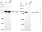 KD-Validated Anti-MARS1 Rabbit Monoclonal Antibody