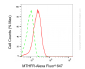 KD-Validated Anti-MTHFR Rabbit Monoclonal Antibody