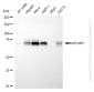 KD-Validated Anti-MTHFR Rabbit Monoclonal Antibody