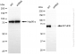 KD-Validated Anti-MTHFR Rabbit Monoclonal Antibody