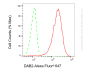 KD-Validated Anti-DAB2 Rabbit Monoclonal Antibody