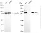 KD-Validated Anti-DAB2 Rabbit Monoclonal Antibody