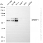 KD-Validated Anti-EFEMP1 Rabbit Monoclonal Antibody