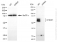KD-Validated Anti-EFEMP1 Rabbit Monoclonal Antibody