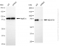 KD-Validated Anti-NDUFS1 Rabbit Monoclonal Antibody
