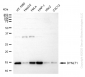 KD-Validated Anti-DYNLT1 Rabbit Monoclonal Antibody