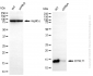 KD-Validated Anti-DYNLT1 Rabbit Monoclonal Antibody
