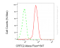 KD-Validated Anti-CRTC2 Rabbit Monoclonal Antibody