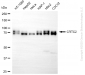 KD-Validated Anti-CRTC2 Rabbit Monoclonal Antibody