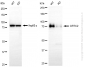 KD-Validated Anti-CRTC2 Rabbit Monoclonal Antibody