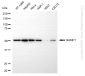 KD-Validated Anti-NAMPT Rabbit Monoclonal Antibody