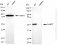 KD-Validated Anti-NAMPT Rabbit Monoclonal Antibody