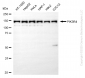 KD-Validated Anti-PIK3R4 Rabbit Monoclonal Antibody