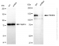 KD-Validated Anti-PIK3R4 Rabbit Monoclonal Antibody