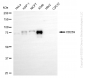 KD-Validated Anti-BCAM Rabbit Monoclonal Antibody