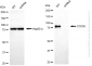 KD-Validated Anti-BCAM Rabbit Monoclonal Antibody