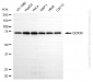 KD-Validated Anti-DDX3X Mouse Monoclonal Antibody