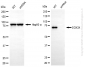 KD-Validated Anti-DDX3X Mouse Monoclonal Antibody