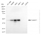 KD-Validated Anti-Cyclin E1 Rabbit Monoclonal Antibody