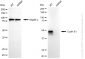 KD-Validated Anti-Cyclin E1 Rabbit Monoclonal Antibody