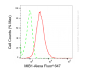 KD-Validated Anti-MIB1 Rabbit Monoclonal Antibody