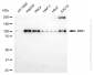 KD-Validated Anti-MIB1 Rabbit Monoclonal Antibody